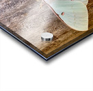 White Butterfly Acrylic print