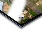 Water Buffalo Bathing Acrylic print