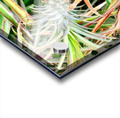 Pineapple Growing Impression Acrylique