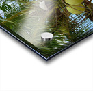 Cocunuts in the sky Acrylic print