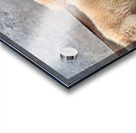 Flip Flop Puppy Acrylic print