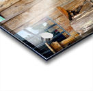 Dog Waiting Acrylic print