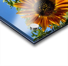 Sunflower View Acrylic print