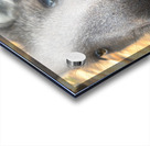 Kangaroo Close Up Acrylic print