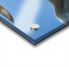 Seagull Look 2 Acrylic print