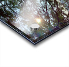 Sun Through the Tree Acrylic print