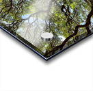 All the Branches Acrylic print