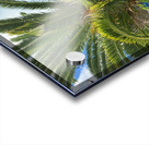 Baby Palm Tree Acrylic print