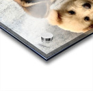 Give Me Some Room Puppy Acrylic print