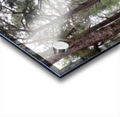 Trees of Mystery Acrylic print