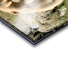 Puppy s efforts Acrylic print