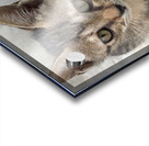 Cute Kitty 3 Acrylic print