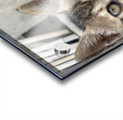 Cute kitty 2 Acrylic print