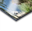 Duck Ready to Fly Acrylic print