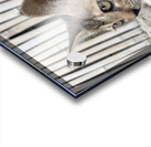 Cute Kitty Acrylic print