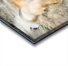 Cute Puppy Acrylic print