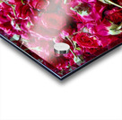 Many Roses Acrylic print
