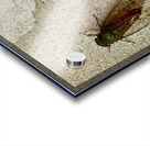 The Fly Acrylic print