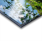 Working the Rice Fields Acrylic print