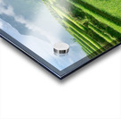 Rice Fields Going Down Acrylic print