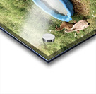 Ducks Plastic Pool Acrylic print