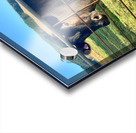 Cow Look Acrylic print