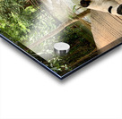 Dog Looking at the Horizon Acrylic print