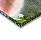 Pig Eye Acrylic print