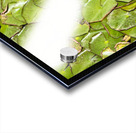 Water Lilies Acrylic print