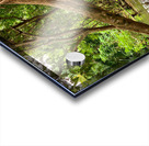 Swing in the Jungle Acrylic print