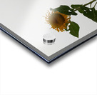 Mysterious Sunflower Acrylic print