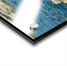 Seal Looking Back at You Acrylic print