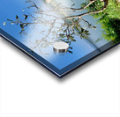 Fan by the Mekong River Acrylic print