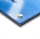 Macaws with Hands Acrylic print