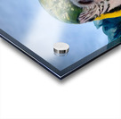 Macaws Close up Acrylic print