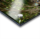 Walking Around Brisbane Acrylic print