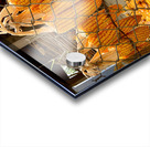 Corn Hanging on the Fence Acrylic print