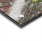 The Peacock Acrylic print