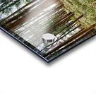 Through the Trees 2 Acrylic print