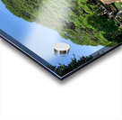 Giant Raintree 1 Acrylic print