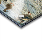 Ducks on the Beach Acrylic print