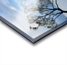 The Wanaka Tree New Zealand Acrylic print