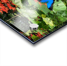 The Blue Butterfly Acrylic print