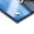 Bird Looking Straight Ahead Acrylic print