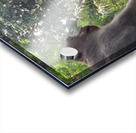 Monkeys on the Roof Impression Acrylique