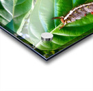 Caterpillar on a Leaf Acrylic print