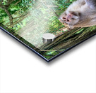 Are you for Real Monkey  Acrylic print