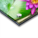 Purple Flower Acrylic print