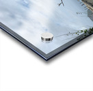 The Tree  The Wall Acrylic print