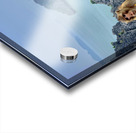 Monkey Eating a Banana Acrylic print